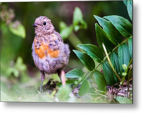 Robin Metal Print featuring the photograph Young Robin by Torbjorn Swenelius