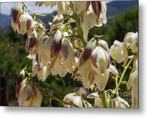 Flowers; Wildflowers; Desert; Plants; Southwest Metal Print featuring the photograph Yucca, New Blooms by Kathy McClure