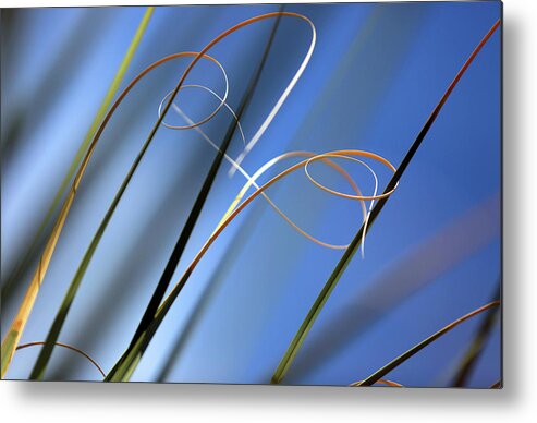 Yucca Metal Print featuring the photograph Yucca Strands by Robin Street-Morris