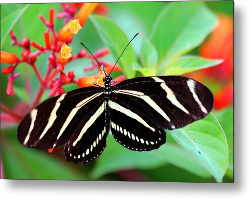 Zebra Longwing Butterfly Metal Print featuring the photograph Zebra Longwing Butterfly by Carol Montoya