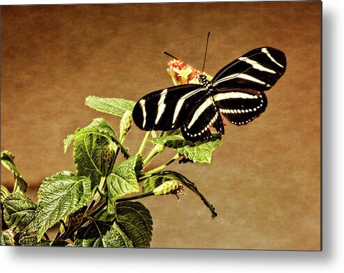 Art Metal Print featuring the photograph Zebra Longwing by Dawn Currie
