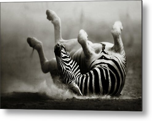 Zebra Metal Print featuring the photograph Zebra rolling by Johan Swanepoel