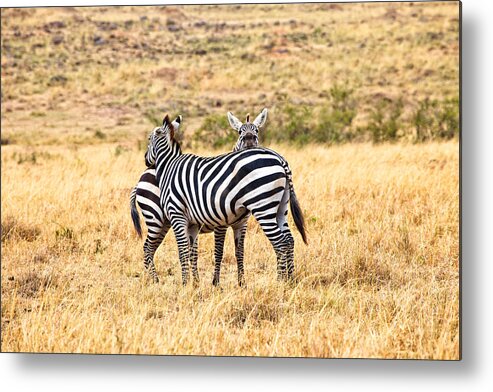 Zebras Metal Print featuring the photograph Zebras Resting in the Masai Mara by Perla Copernik