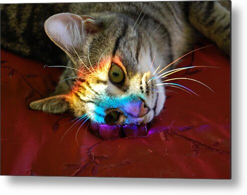 Zeek Metal Print featuring the photograph Zeke's Rainbow by Eddy Bateman