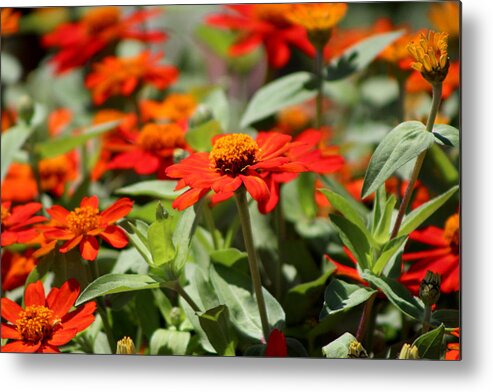 Pumpkin Orange Metal Print featuring the photograph Zinnias in Autumn Colors by Colleen Cornelius