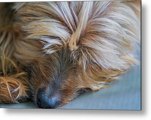 Dog Metal Print featuring the photograph ZZZ by Cathy Kovarik