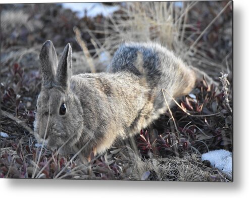 Rabbit Metal Print featuring the photograph 02-27-18 Rabbit by Margarethe Binkley