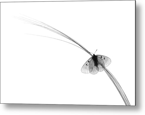 Butterfly Metal Print featuring the photograph - #1 by Hencz Judit