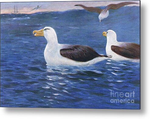 Albatross Metal Print featuring the painting Albatross By Wilhelm Kuhnert by Wilhelm Kuhnert