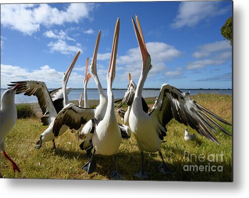 Animal Metal Print featuring the photograph Australian Pelicans #1 by Dr P. Marazzi/science Photo Library