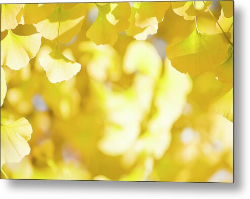 Ginkgo Tree Metal Print featuring the photograph Autumn Ginkgo Leaves #1 by Ooyoo