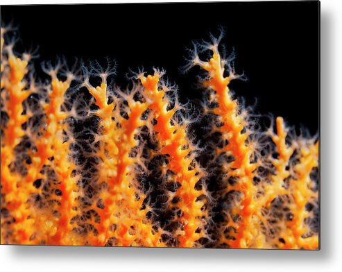 Underwater Metal Print featuring the photograph Beautiful Sea Life #1 by Ultramarinfoto
