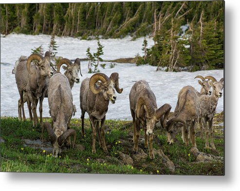 Bighorn Sheep Herd Metal Print featuring the photograph Bighorn Sheep Herd by Donald Pash