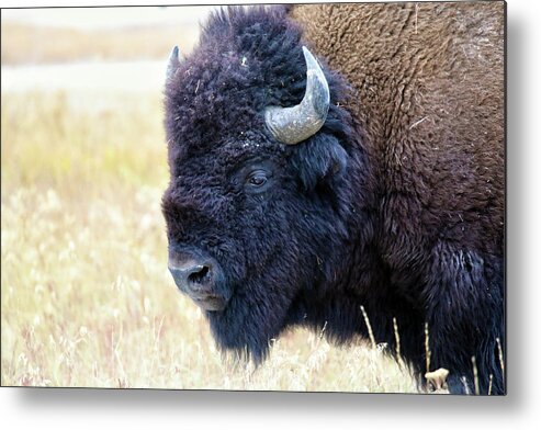 Bison Metal Print featuring the photograph Bison #2 by Mitch Cat