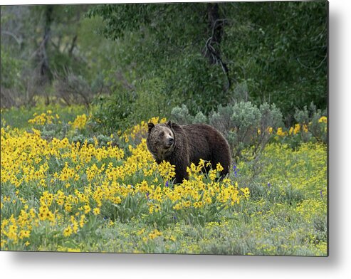 Grizzly Metal Print featuring the photograph Blondie #1 by Ronnie And Frances Howard