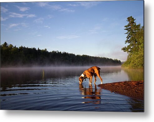 Pets Metal Print featuring the photograph Boxer Dog #1 by Stephanie Mcdowell