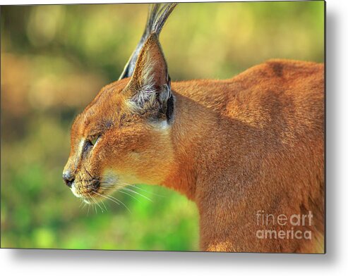 Caracal Metal Print featuring the photograph Caracal side view #1 by Benny Marty