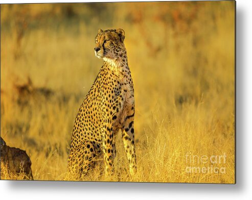Cheetah Metal Print featuring the photograph Cheetah South Africa #1 by Benny Marty
