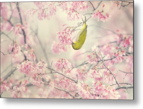 Pink Metal Print featuring the photograph Cherry-blossom Color #1 by Takashi Suzuki