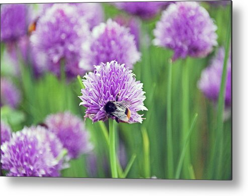 Chives Metal Print featuring the photograph CHORLEY. Picnic In The Park. Bee In The Chives. #1 by Lachlan Main