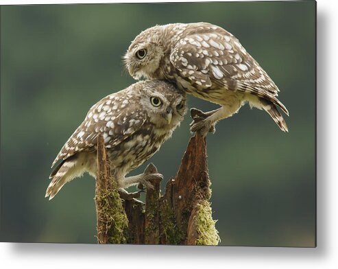 Owl Metal Print featuring the photograph Comforting Little Owls #1 by Prashant Meswani