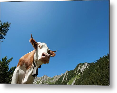 Scenics Metal Print featuring the photograph Cow In The Alps #1 by Ra-photos