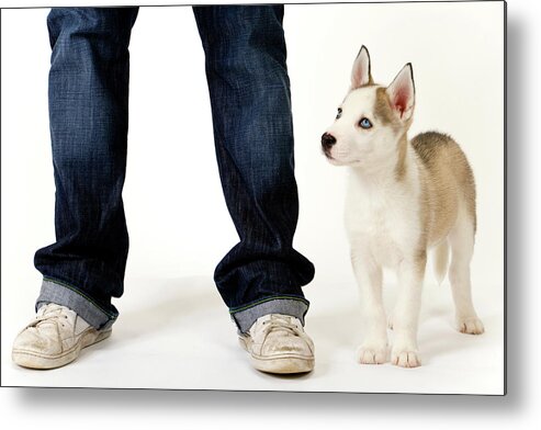 Husky Metal Print featuring the photograph Cute husky puppy and his master on white #1 by Seeables Visual Arts