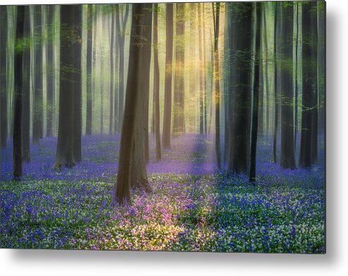 Summer Metal Print featuring the photograph Daydreaming Of Bluebells by Adrian Popan
