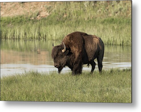 Bison Buffalo Yellowstone National Park Hayden Valley Wildlife Mammals Bull Male Rut Fall Horns Metal Print featuring the photograph Down by the River #1 by Ronnie And Frances Howard