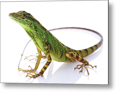 Disk1045 Metal Print featuring the photograph Equatorial Anole #1 by James Christensen