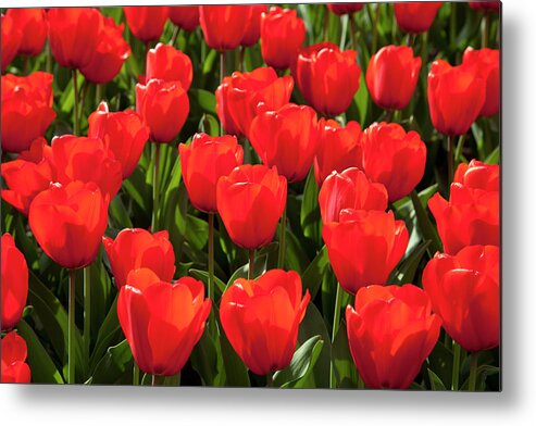 Flowerbed Metal Print featuring the photograph Europe, Germany, North Rhine #1 by Westend61