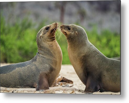 Animal Metal Print featuring the photograph Galapagos Sea Lion Pair Greeting #1 by Tui De Roy