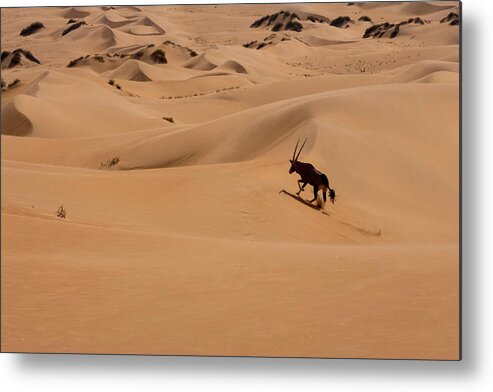 Horned Metal Print featuring the photograph Gemsbok, Namib Desert, Namibia #1 by Mint Images/ Art Wolfe