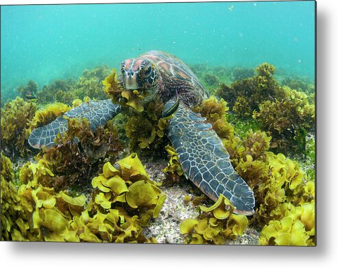 Animals Metal Print featuring the photograph Green Sea Turtle Eating Seaweed #1 by Tui De Roy