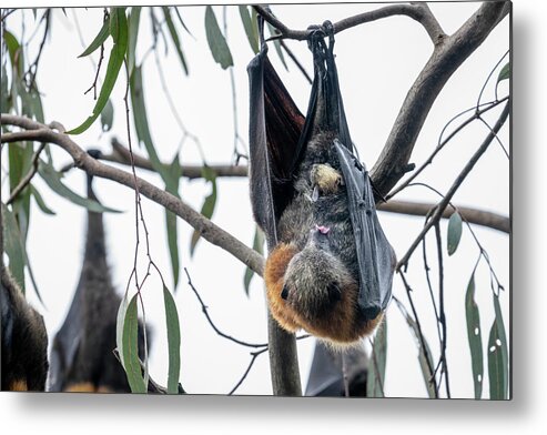 Animal Metal Print featuring the photograph Grey-headed Flying-fox Female, Hanging In Tree Giving #1 by Doug Gimesy / Naturepl.com
