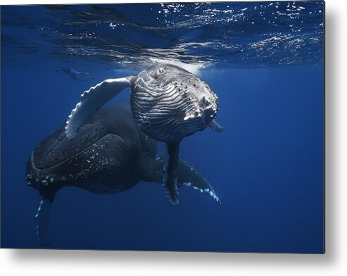 Humpback Metal Print featuring the photograph Humpback Whale Family #1 by Barathieu Gabriel