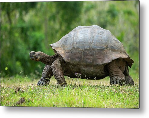 Animals Metal Print featuring the photograph Indefatigable Island Tortoise #1 by Tui De Roy