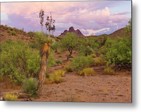 Sonoran Desert Metal Print featuring the photograph Joshua Trees #1 by Dustypixel