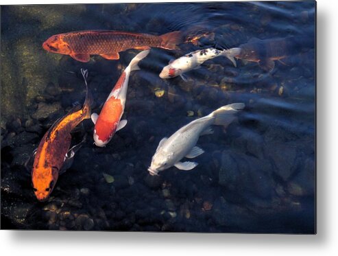 Koi Metal Print featuring the photograph Koi Group #1 by Peter Mooyman