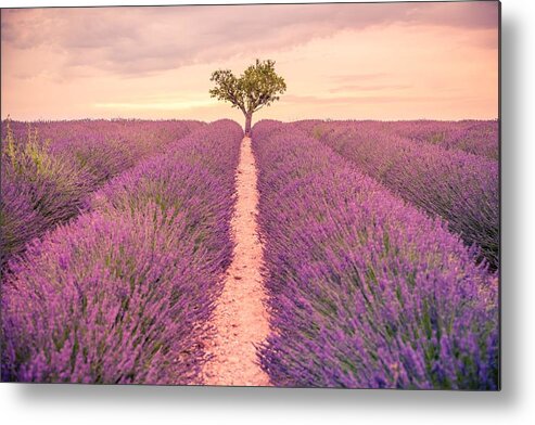 Landscape Metal Print featuring the photograph Lavender Fields At Sunset #1 by Levente Bodo