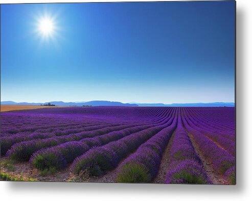In A Row Metal Print featuring the photograph Lavender Fields In Provence #1 by Mammuth