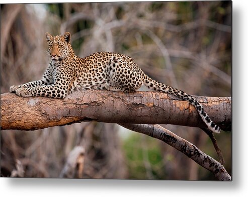 Botswana Metal Print featuring the photograph Leopard, Chobe National Park, Botswana #1 by Mint Images/ Art Wolfe