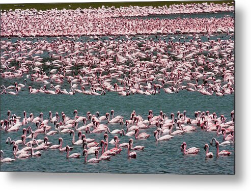 Kenya Metal Print featuring the photograph Lesser Flamingos, Lake Narasha, Kenya #1 by Mint Images/ Art Wolfe