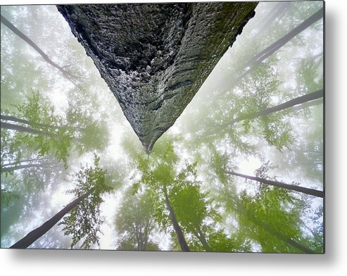 Tree Metal Print featuring the photograph Looking Up #1 by Tom Pavlasek