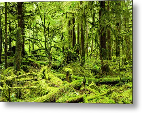 Tranquility Metal Print featuring the photograph Lush Green Rain Forest #1 by Jordan Siemens
