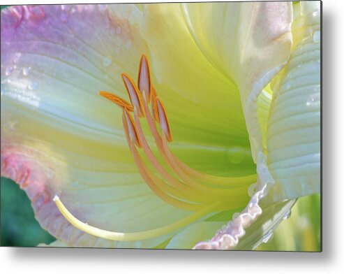 Pink Lily Metal Print featuring the photograph Luxurious Lily #1 by Kathi Mirto