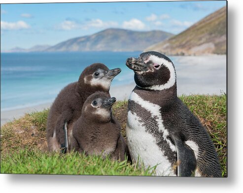 Animal In Habitat Metal Print featuring the photograph Magellanic Penguin And Chicks #1 by Tui De Roy