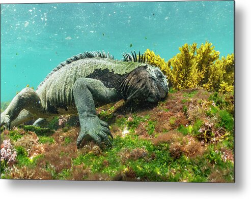 Animals Metal Print featuring the photograph Marine Iguana Grazing On Algae #1 by Tui De Roy