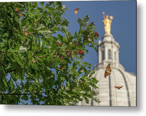 Monarchs Metal Print featuring the photograph Monarchs Migrating Through Madison by Amfmgirl Photography