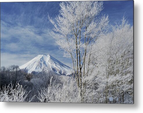 Tranquility Metal Print featuring the photograph Mt. Fuji And Frost-covered Trees #1 by Toyofumi Mori